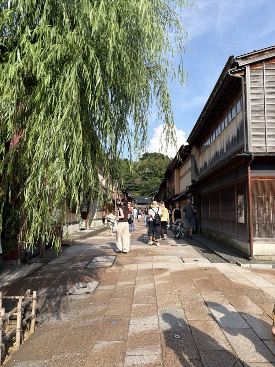 金澤東茶屋街的柳樹與石板路