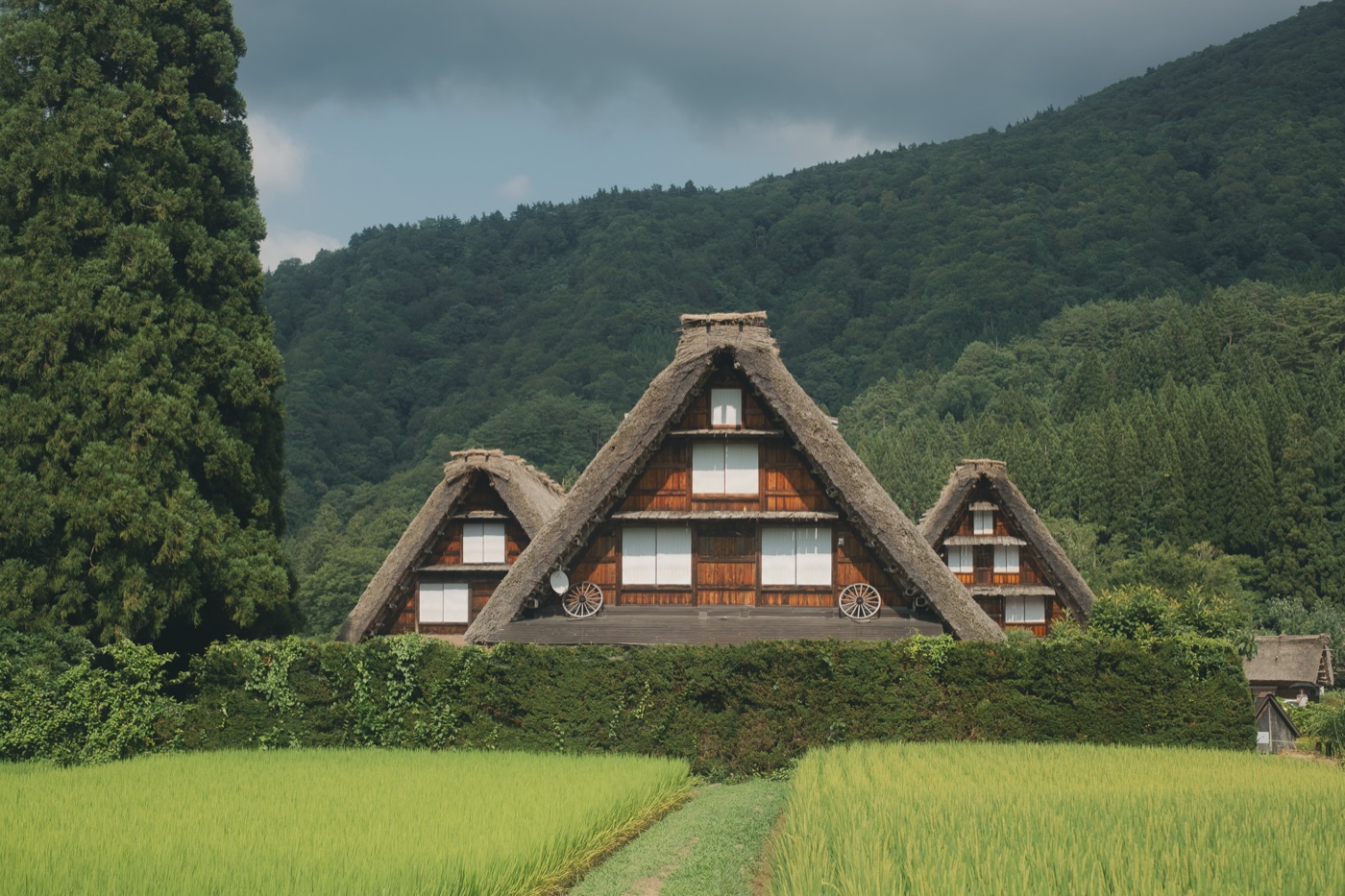 稻浪前排成一列的三小屋
